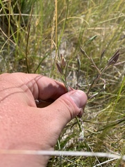 Chloropyron maritimum canescens