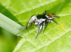 Phidippus insignarius