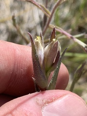 Chloropyron maritimum canescens