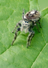 Phidippus insignarius