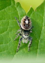Phidippus insignarius