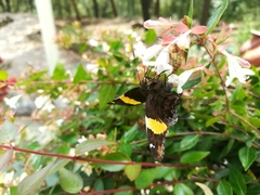 Autochton siermadror