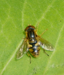 Parhelophilus laetus
