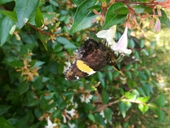 Autochton siermadror