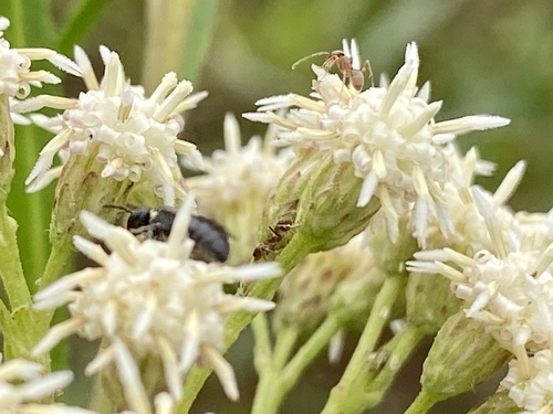 iNaturalist observation photo of Argentine Ant
