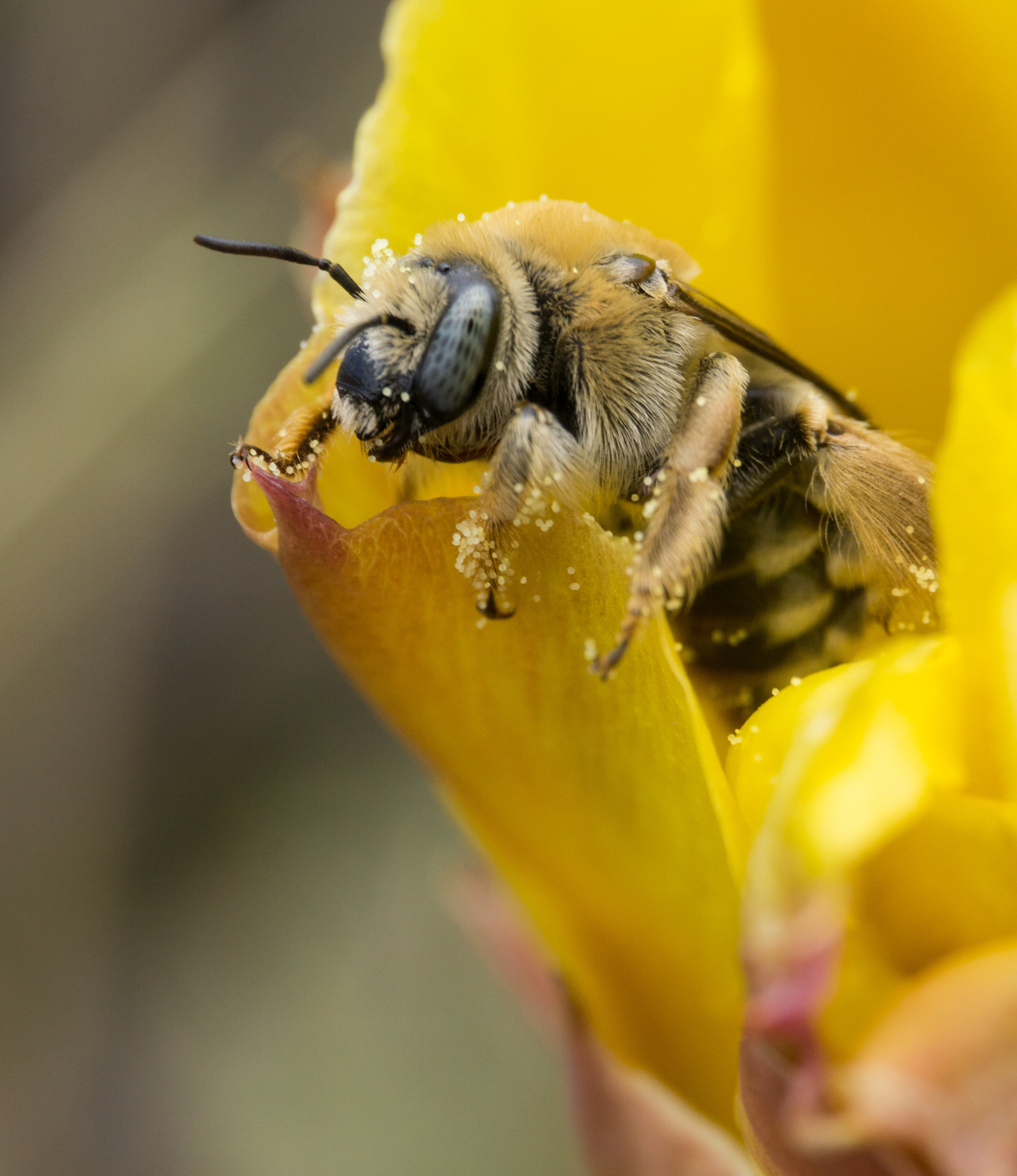 Diadasia rinconis  iNaturalist