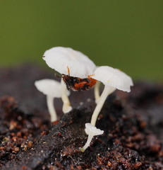 Stenotarsus commodus