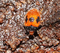 Stenotarsus commodus