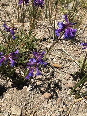 Penstemon rydbergii