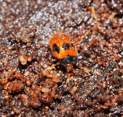 Stenotarsus commodus