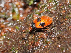 Stenotarsus commodus