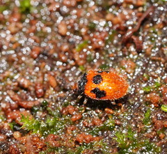 Stenotarsus commodus