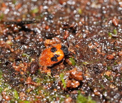 Stenotarsus commodus