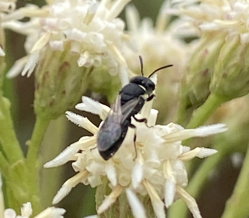 iNaturalist observation photo of Masked Bees