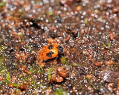 Stenotarsus commodus