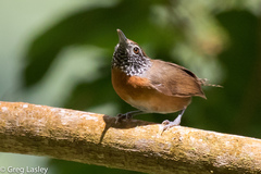 Pheugopedius rutilus