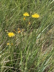 Crepis runcinata