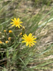 Crepis runcinata