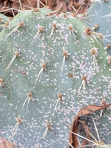 iNaturalist observation photo of prickly pear scale
