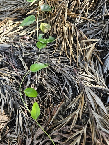 Cocculus orbiculatus observed 2024-10-14