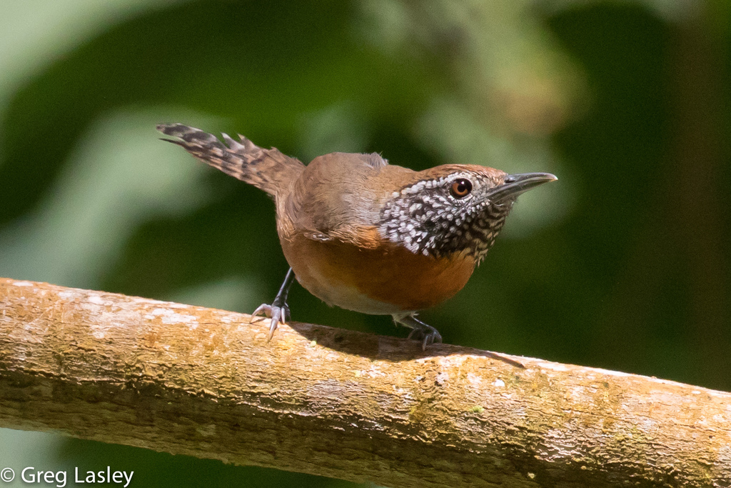 Rufous-breasted Wren photo