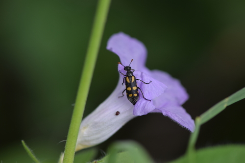 Hycleus tigrinus