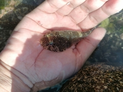 Austral Clingfish photo 2