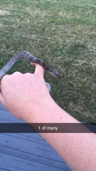 Nerodia sipedon insularum