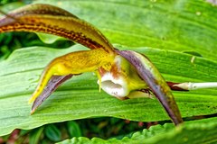 Catasetum saccatum