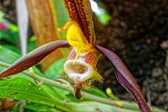 Catasetum saccatum