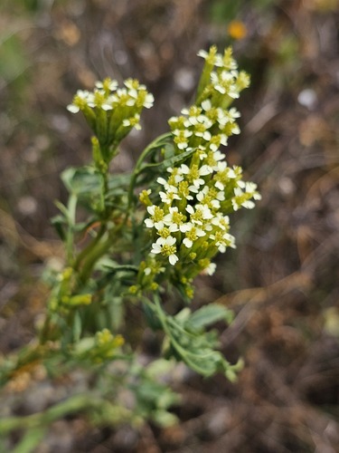 Tagetes minuta observed 2024-10-14