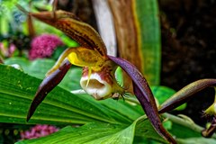 Catasetum saccatum