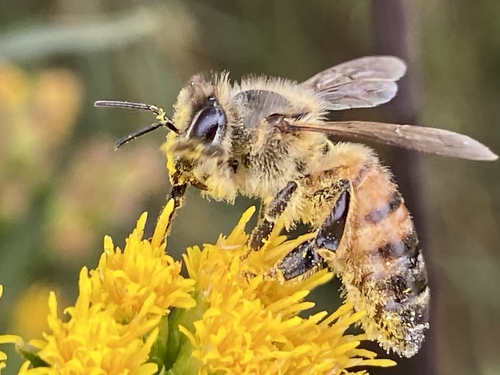 iNaturalist observation photo of Western Honey Bee