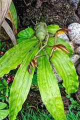 Catasetum saccatum