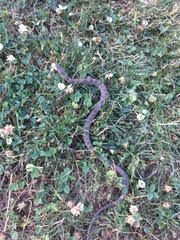 Nerodia sipedon insularum