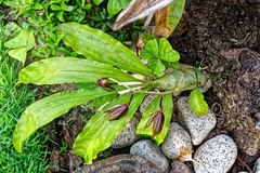 Catasetum saccatum