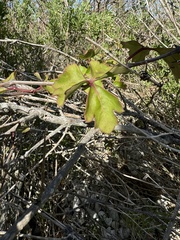 Cissus trifoliata image