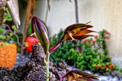 Catasetum saccatum
