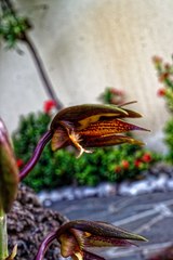 Catasetum saccatum
