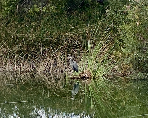 iNaturalist observation photo of Great Blue Heron