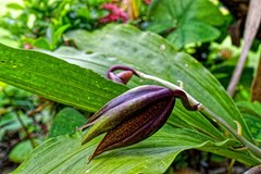 Catasetum saccatum