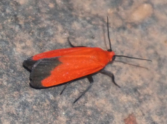 Ptychoglene coccinea