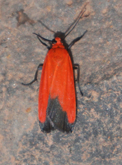 Ptychoglene coccinea