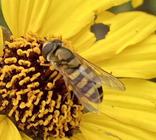 iNaturalist observation photo of Western Aphideater