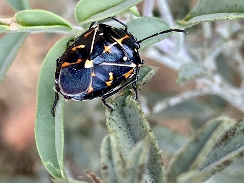 iNaturalist observation photo of Harlequin Bug