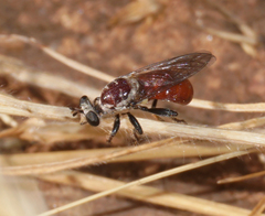 Cerotainiops