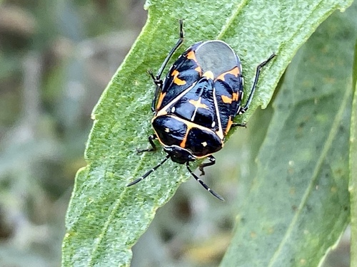 iNaturalist observation photo of Harlequin Bug