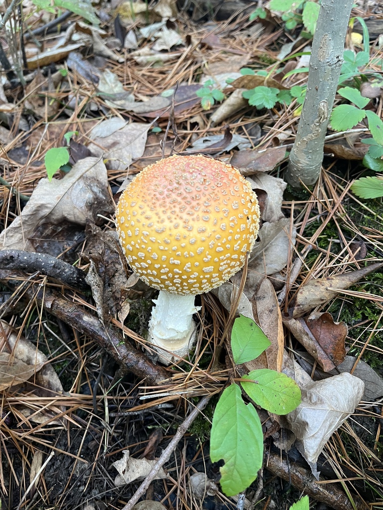 Amanita muscaria<br>20 October, 2024