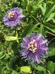 Passiflora incarnata × cincinnata