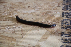 Orthoporus